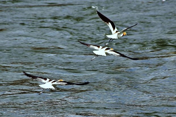 Birds